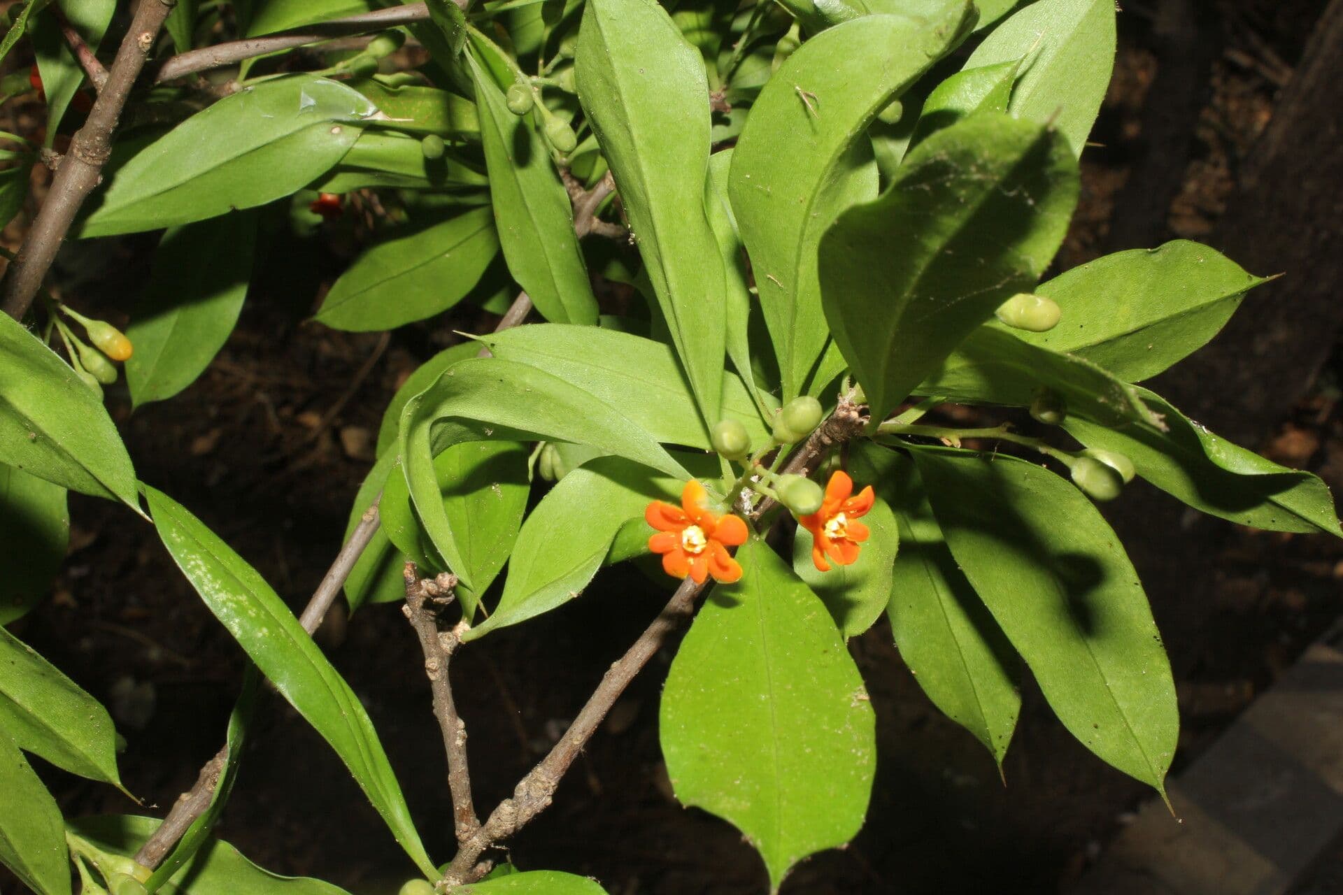 Bonellia 6