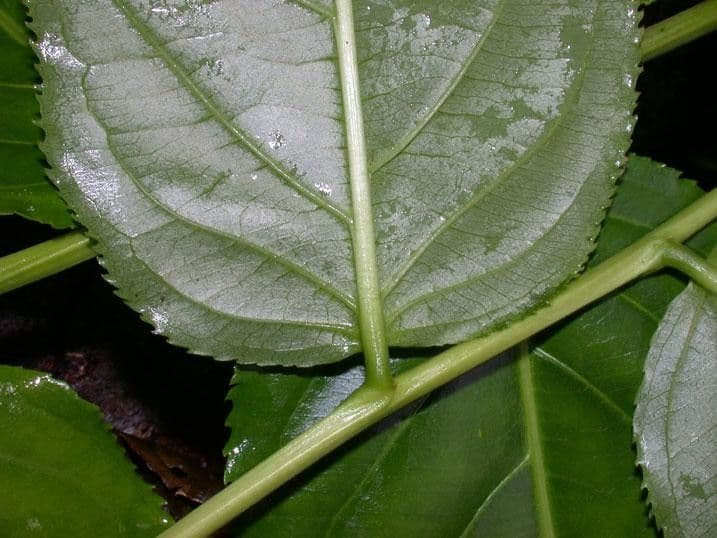 Laetia alta 10