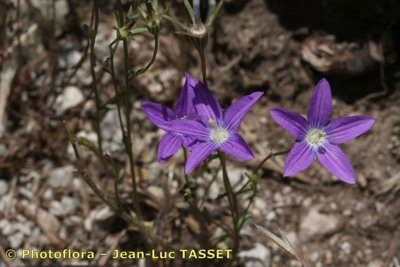 Campanula decumbente