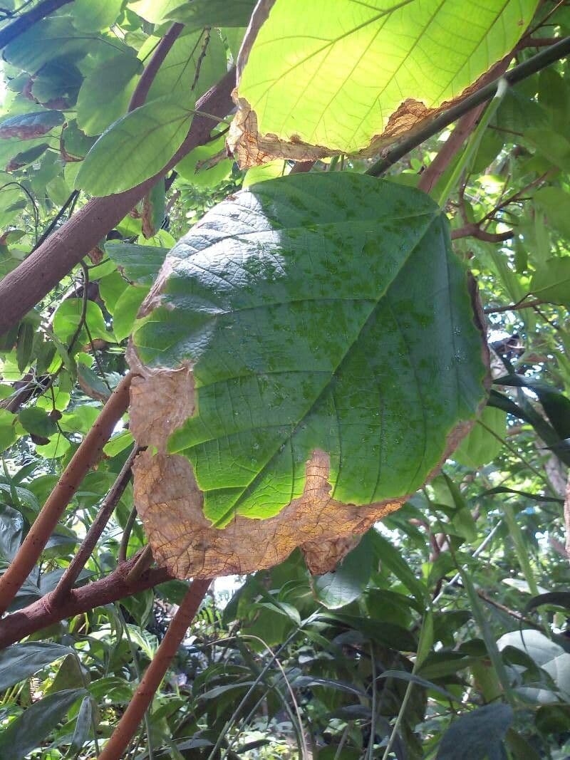 Myriocarpa 6