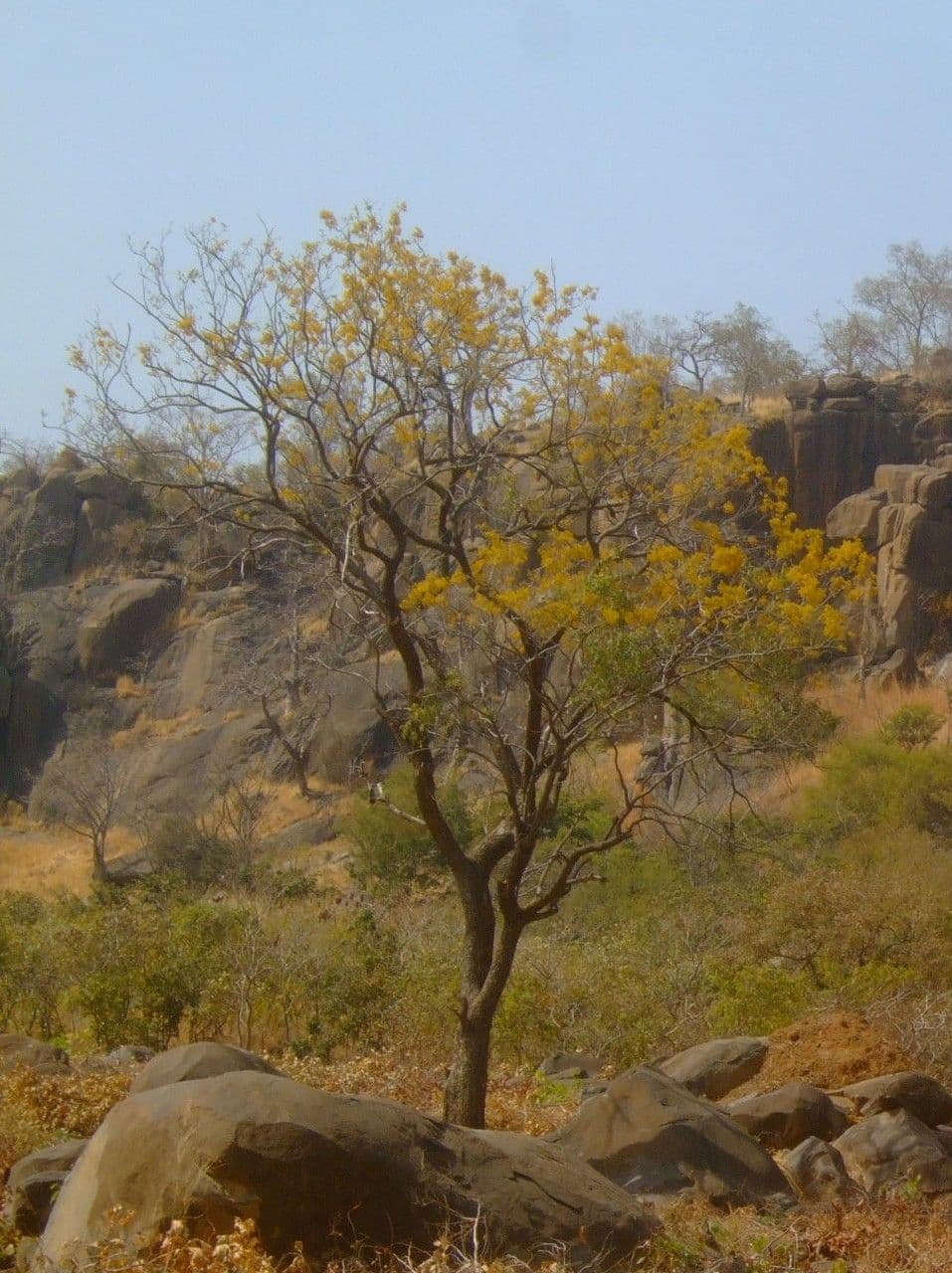 Pterocarpus erinaceus 9