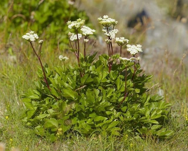 Ligusticum scoticum 12