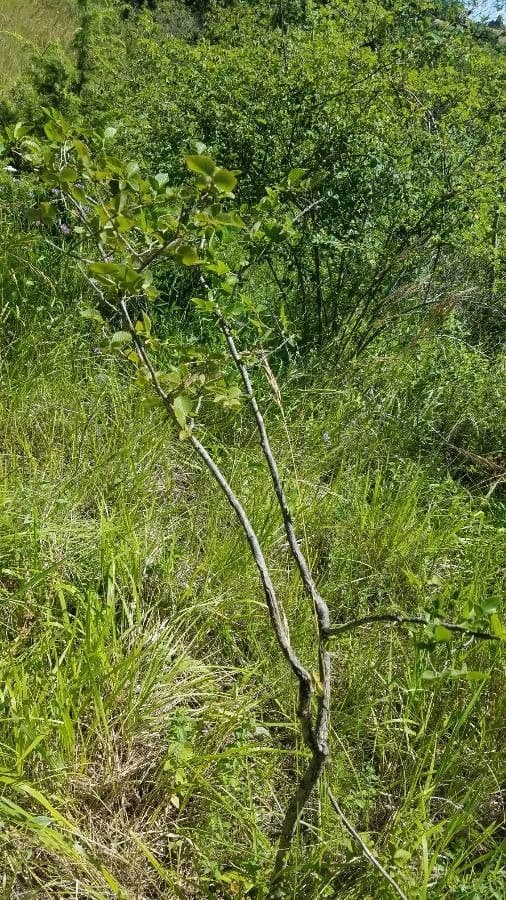 Betula humilis 7