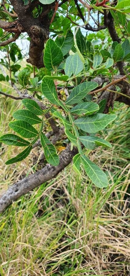 Pistacchio 5