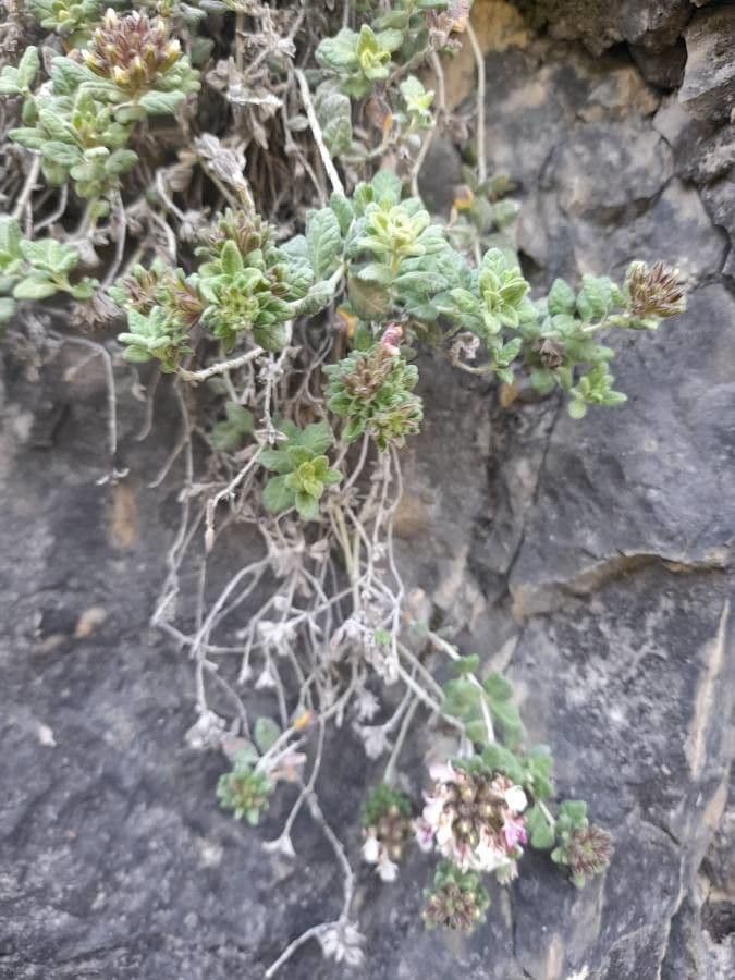 Teucrium buxifolium 10