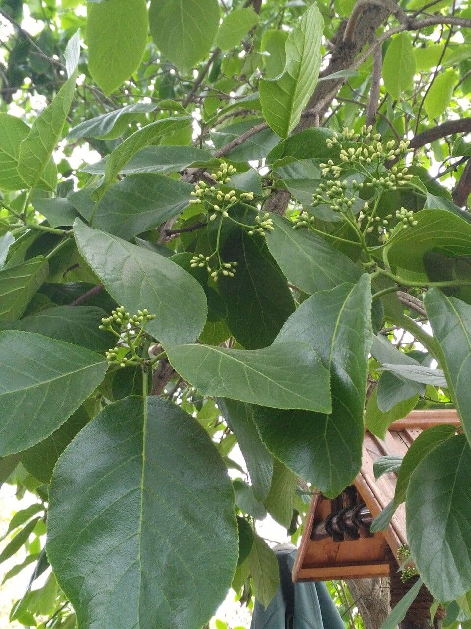 Ehretia acuminata 6