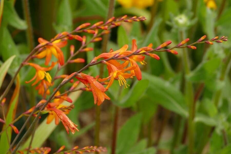 Montbretia 7