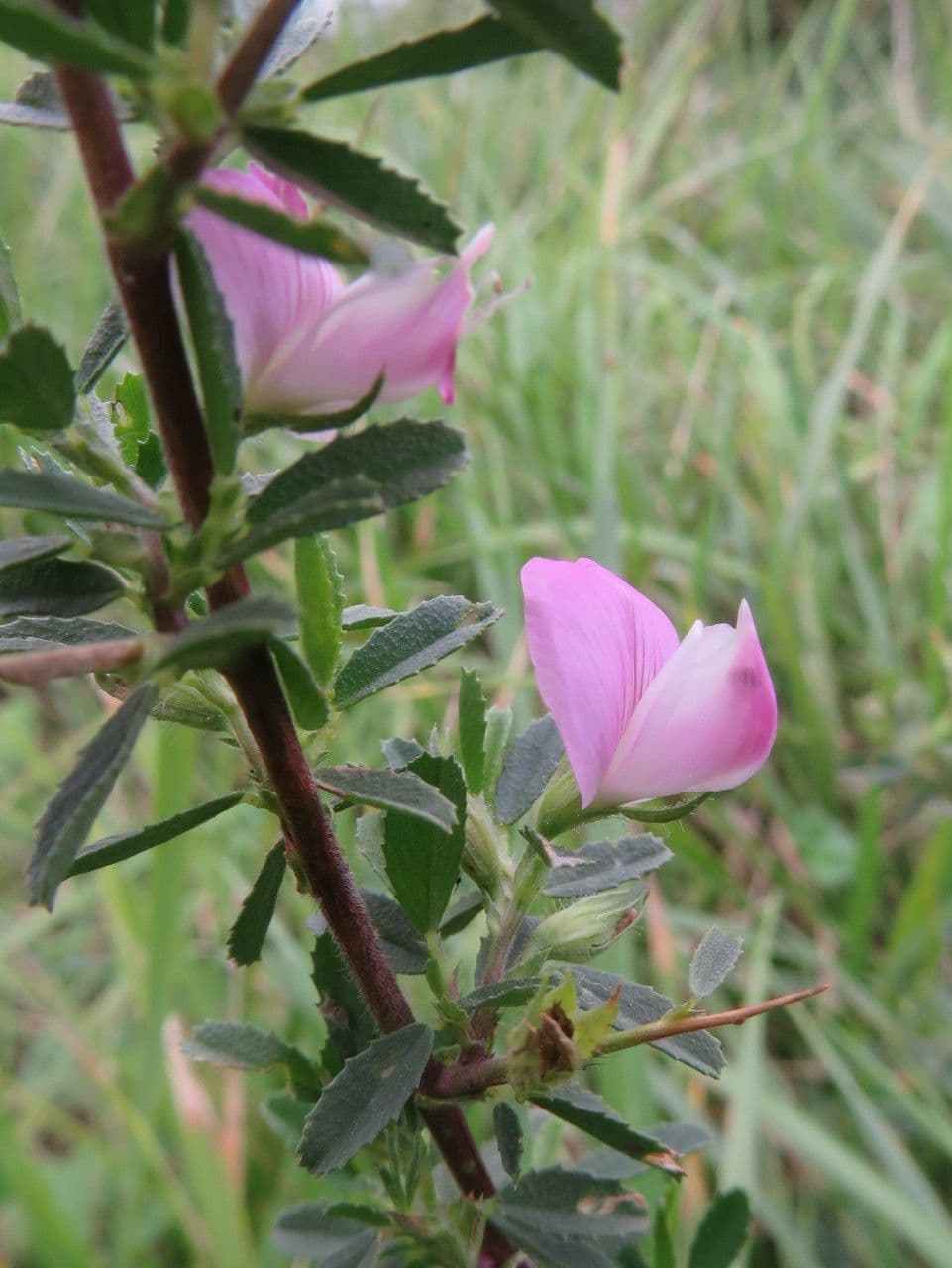 Ononide spinosa 16