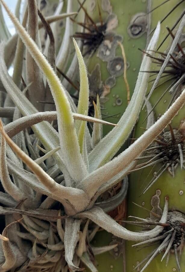 Tillandsia 6