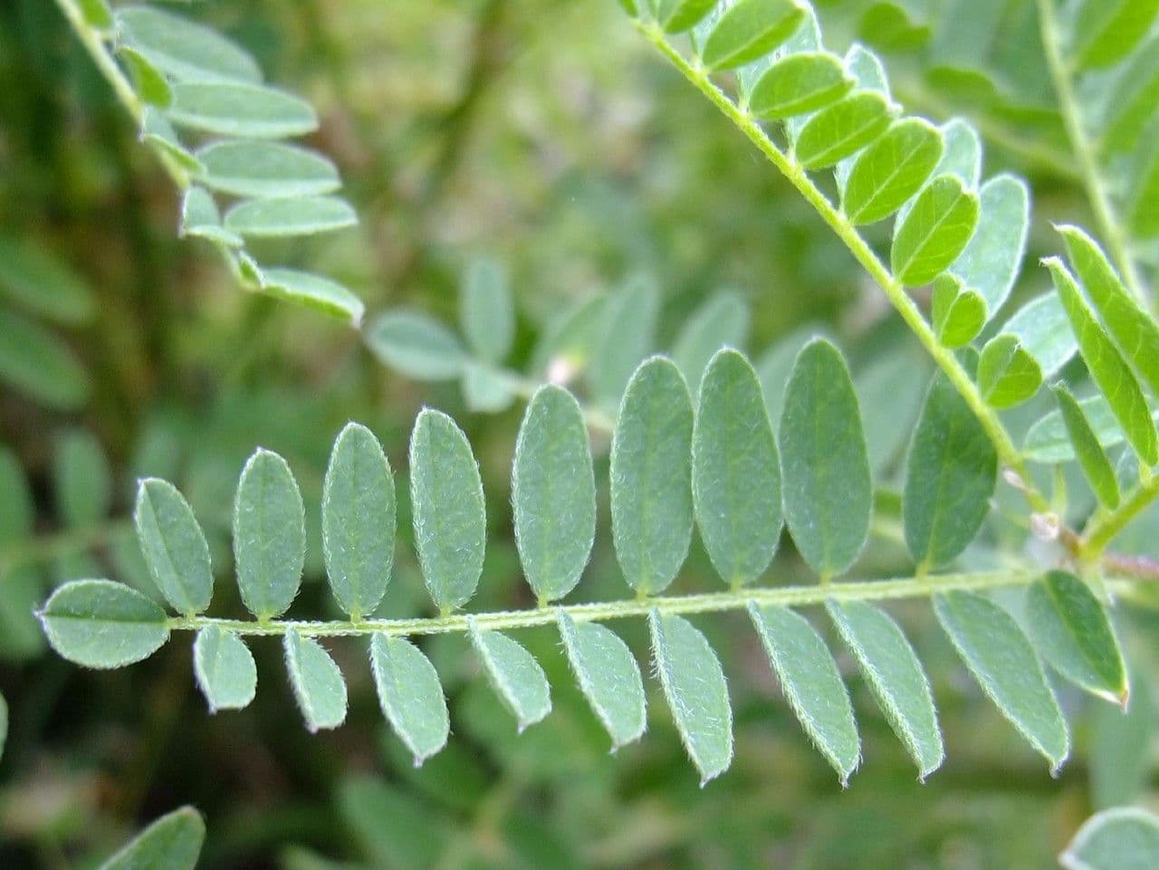Astragalus penduliflorus 19