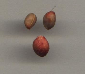 Perebea ispida 19