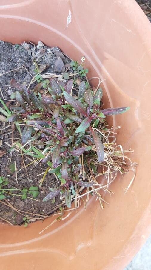 Alternanthera sessilis 15