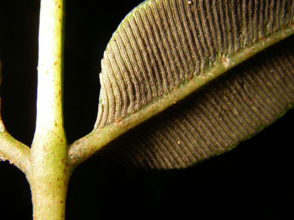 Danaea 5