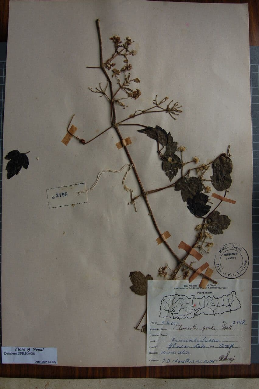 Clematide profumata 8