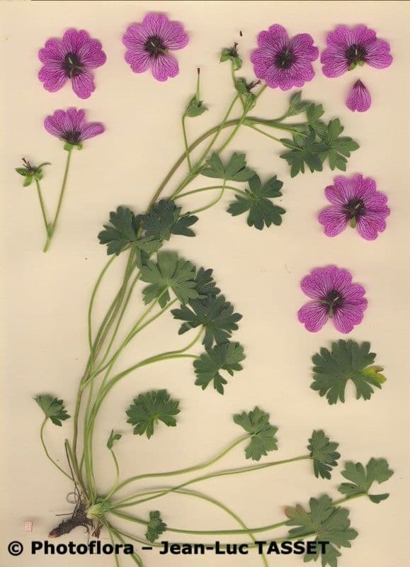 Grauer Storchschnabel 19