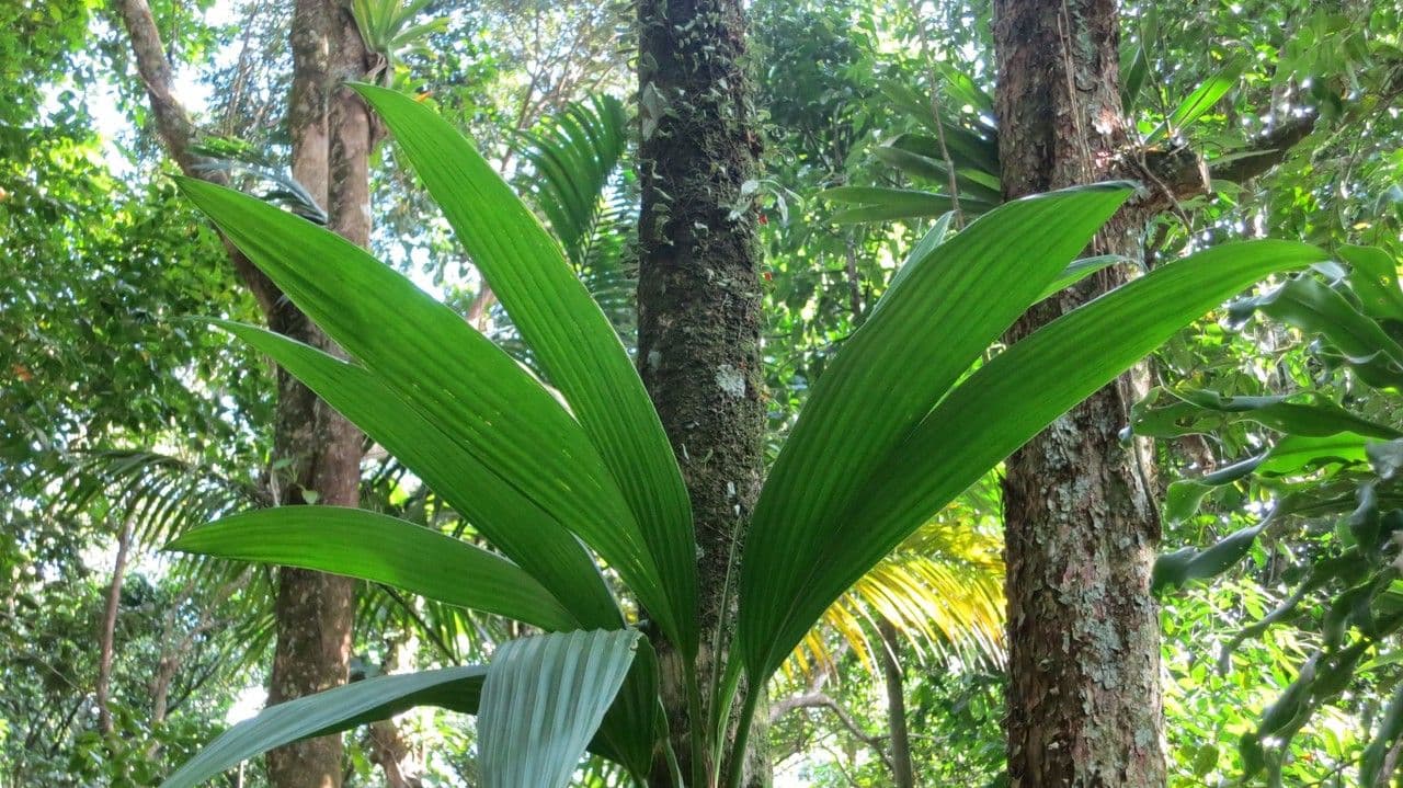 Asplundia 5
