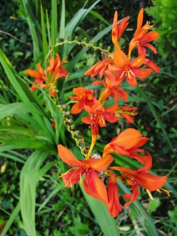 Crocosmia dorata 9