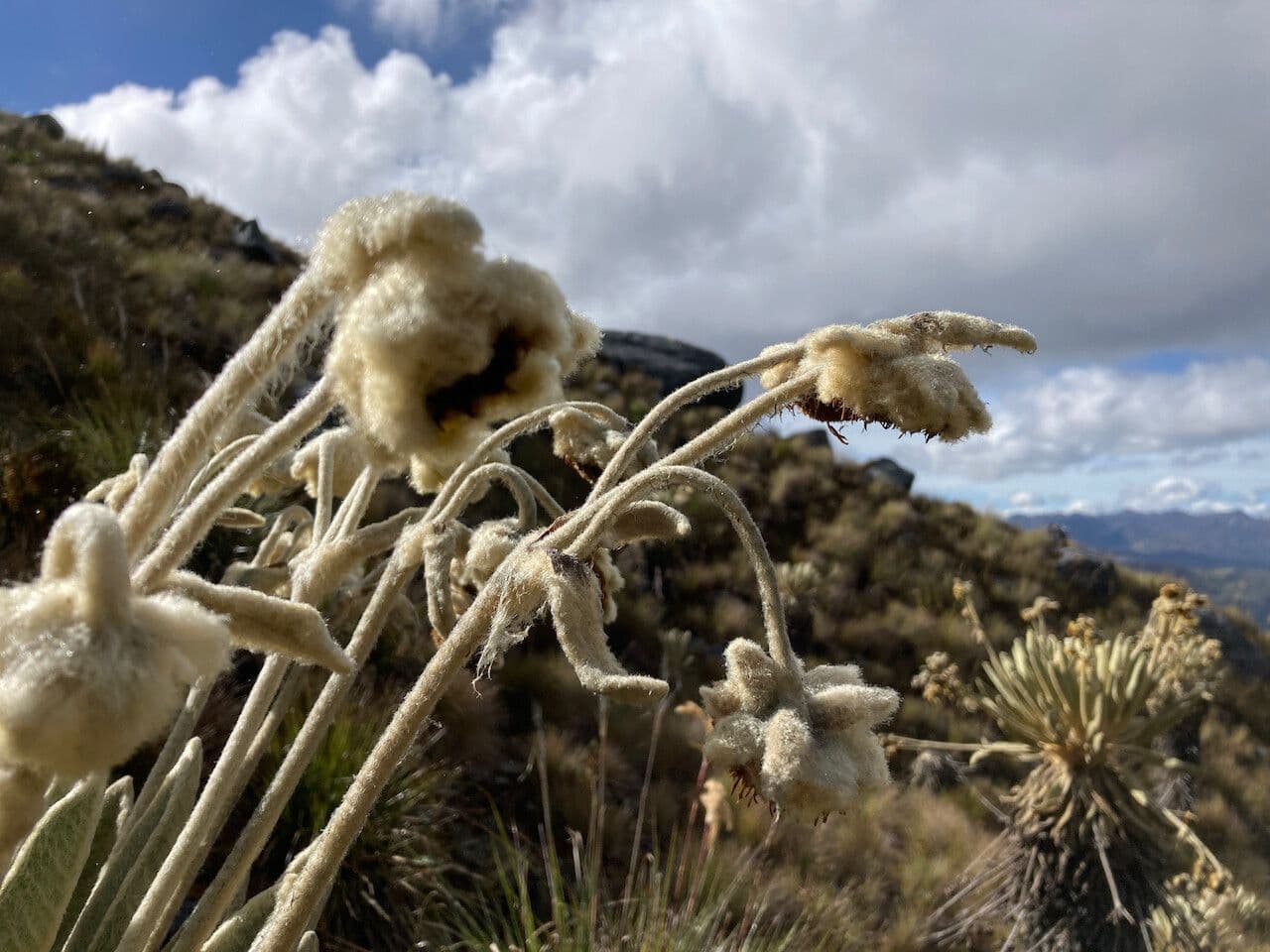 Espeletia 3