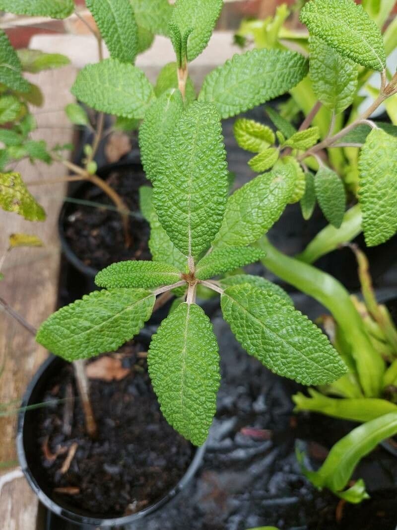 Salvia 2