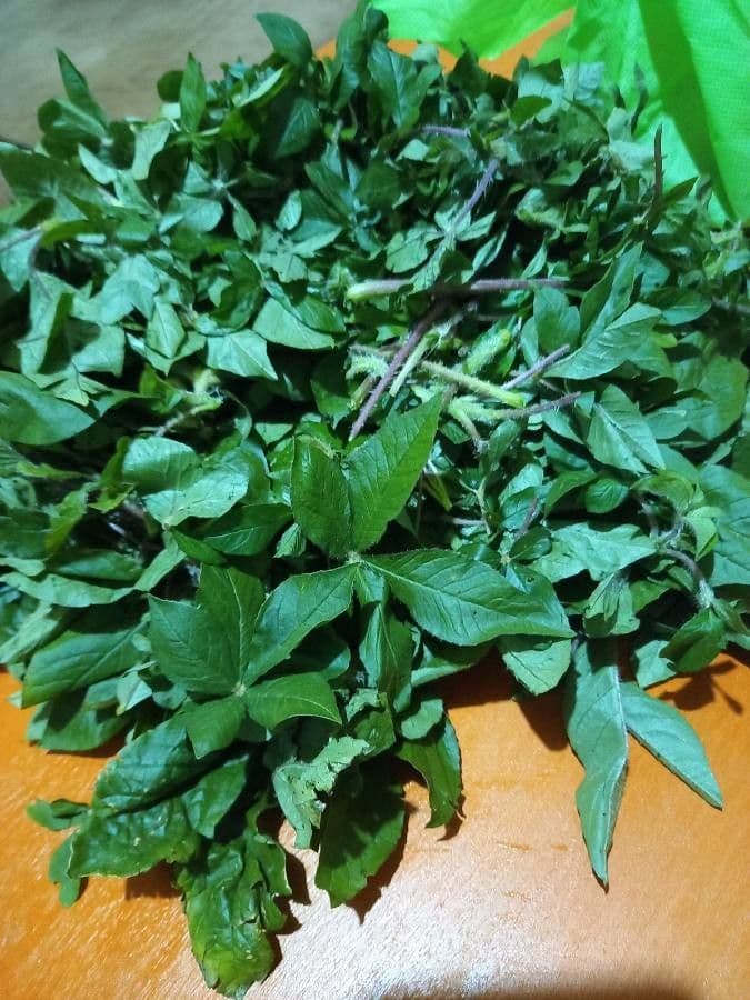 Cleome 19
