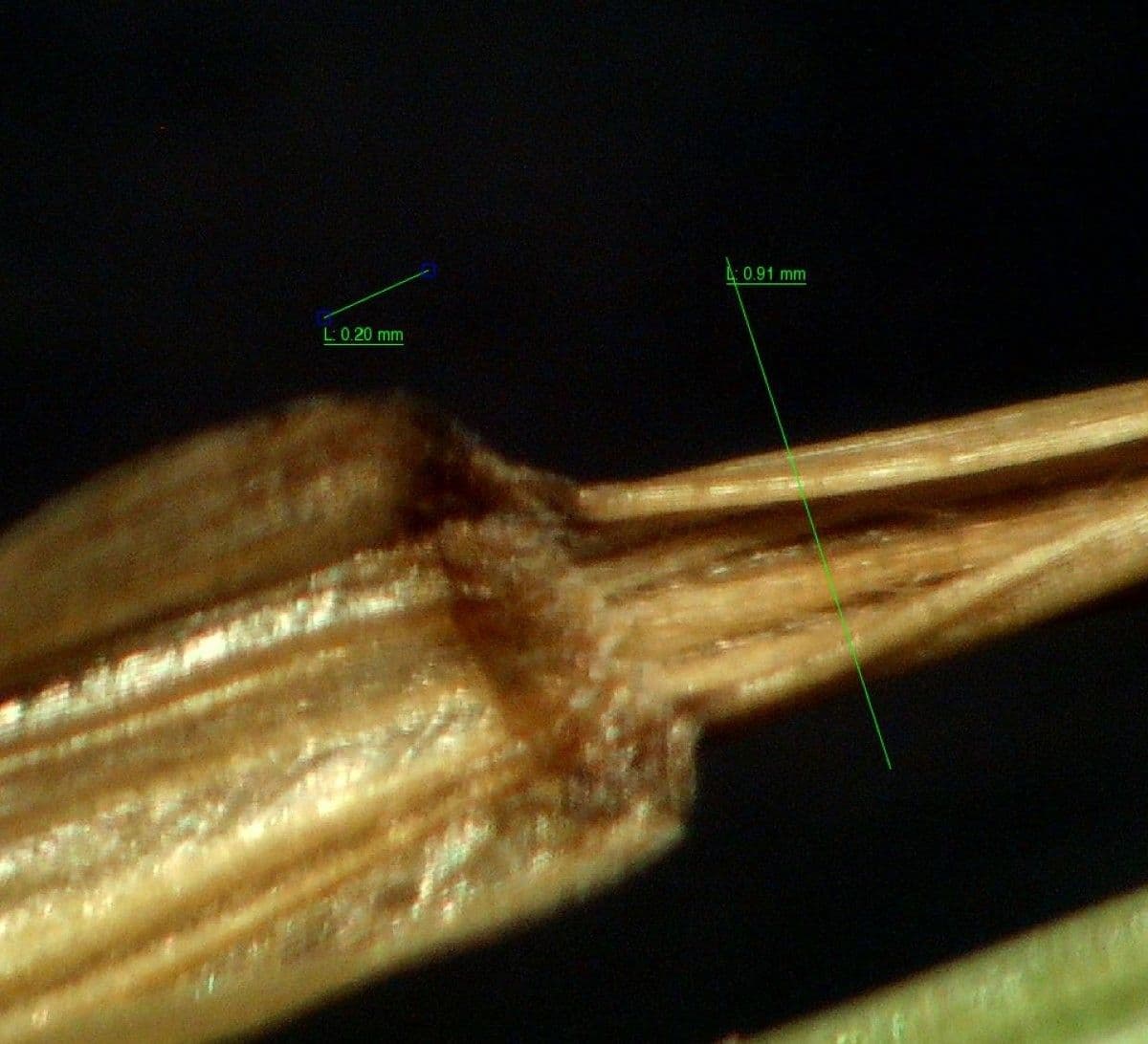 Vlasovka jednostranná 16