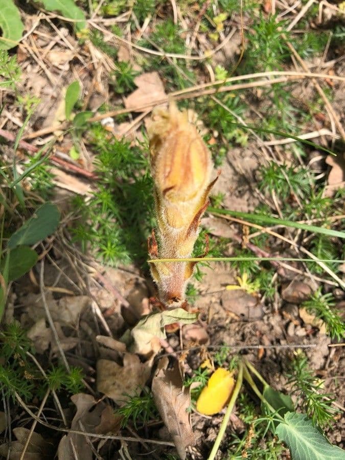 Corbiculada 14