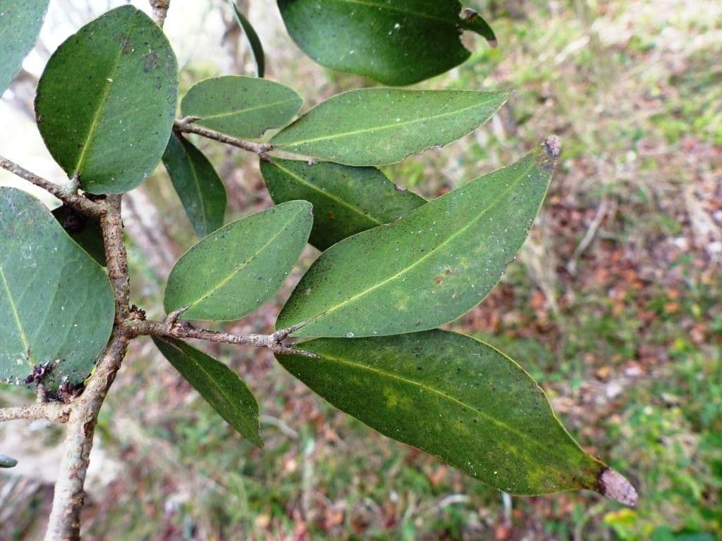 Cynometra ramiflora 4