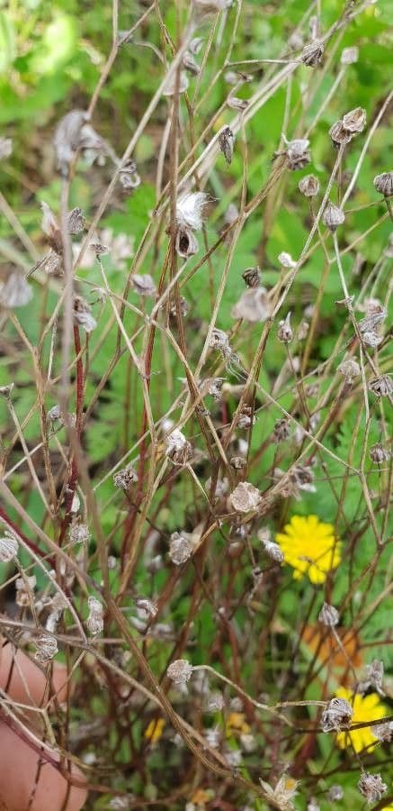 Radicchiella capillare 2