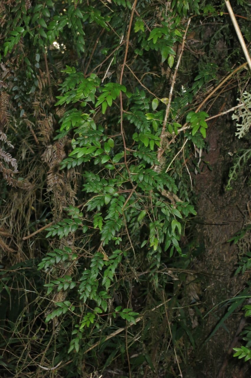 Luzuriaga 4