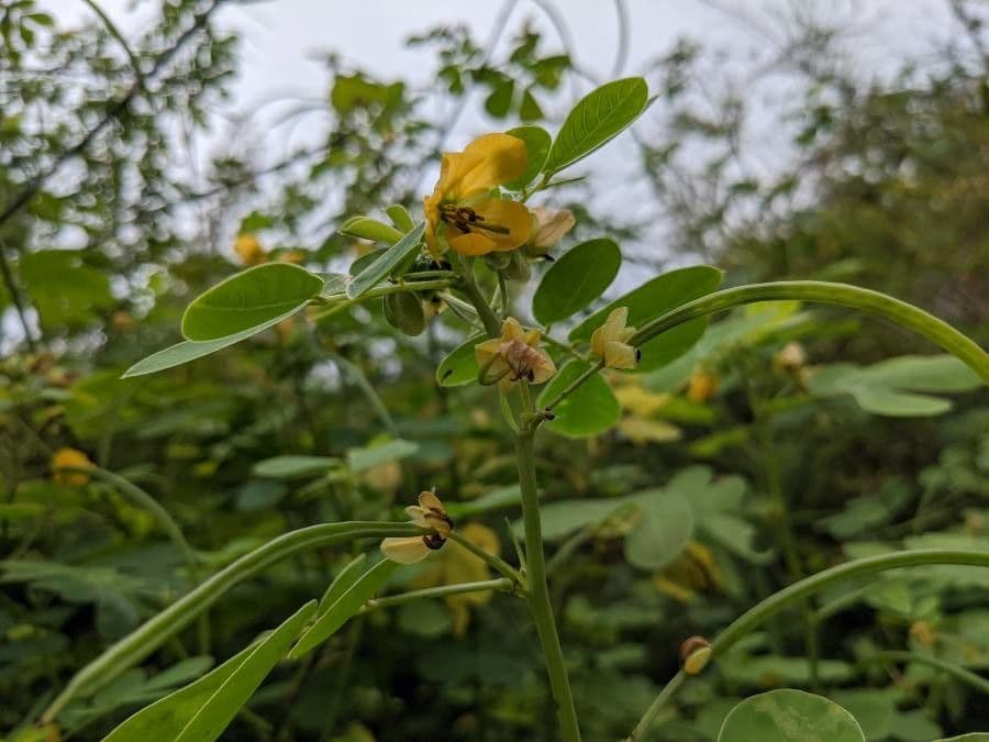 American sicklepod 7