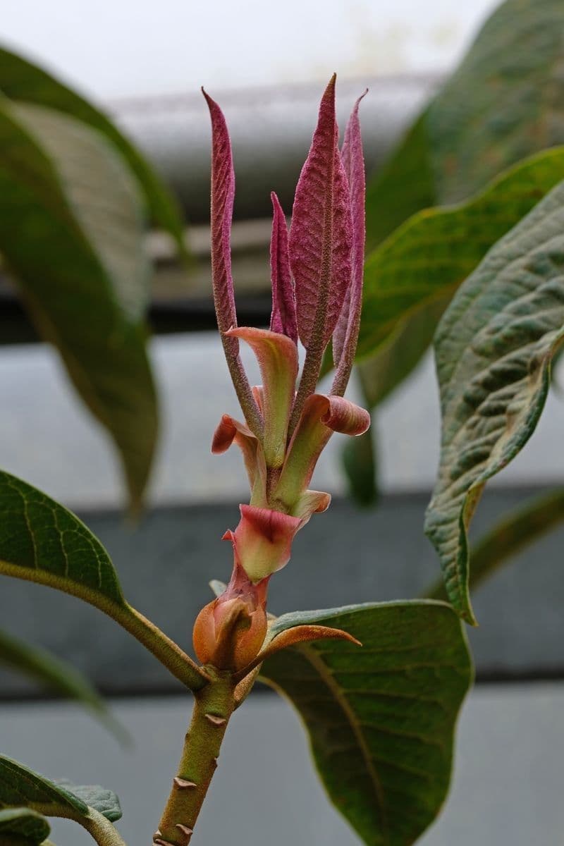 Rododendro di Nuttall 6