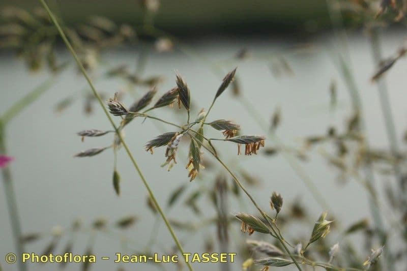 Festuca pallida 3