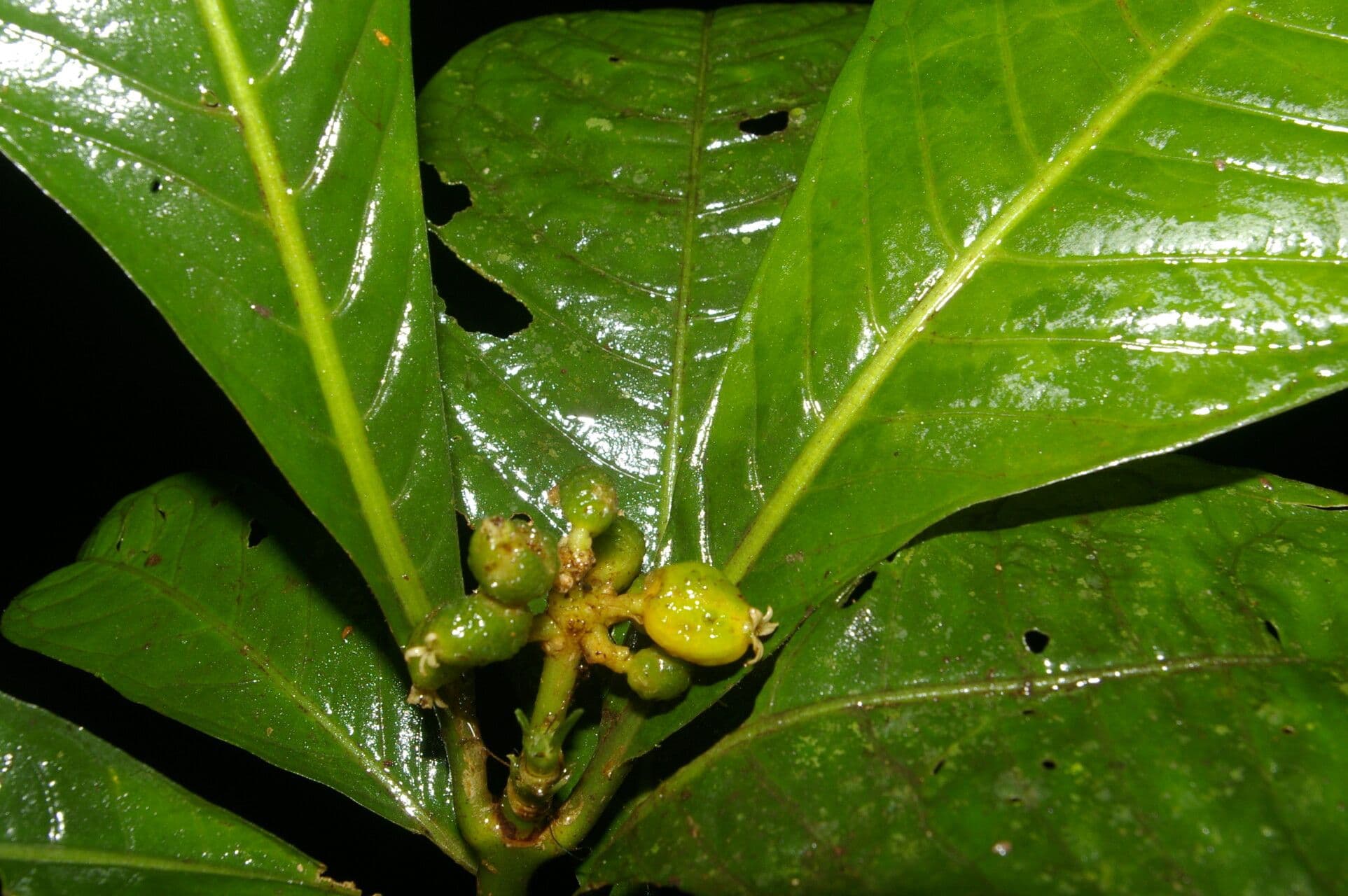 Psychotria 8
