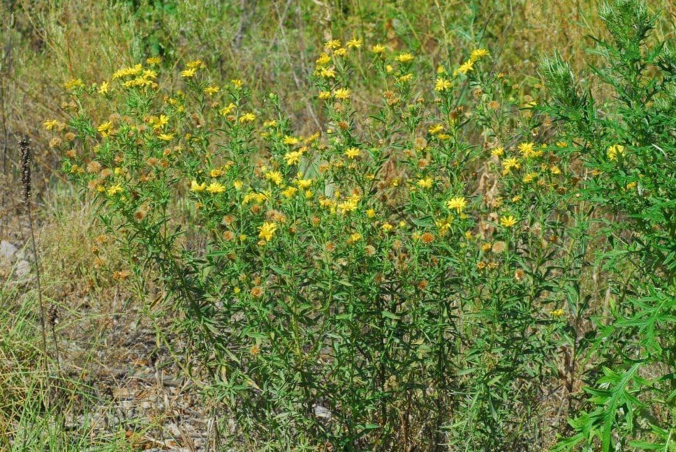 Heterotheca 10