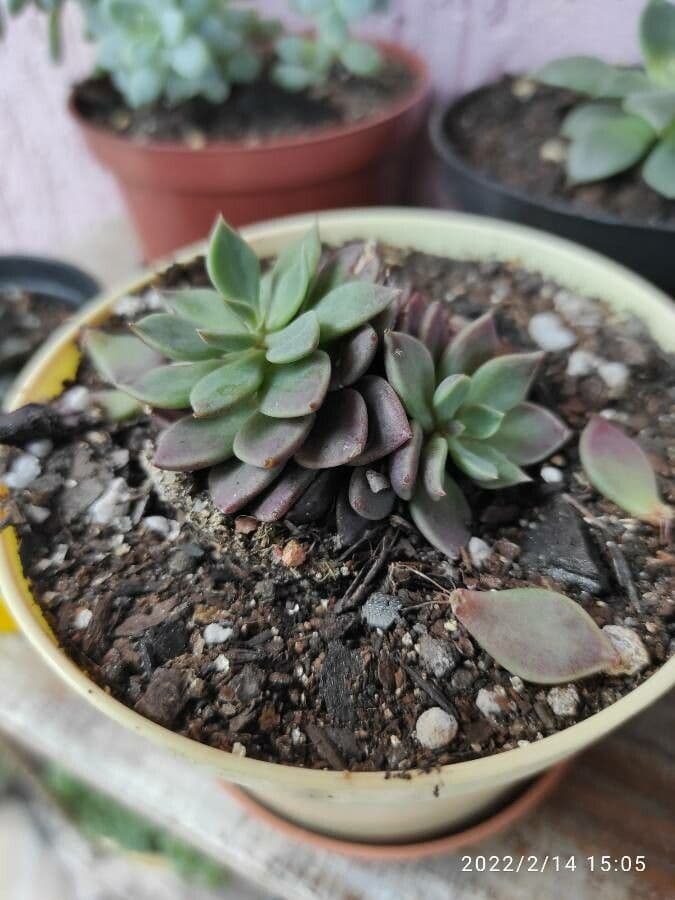 Stonecrop 6