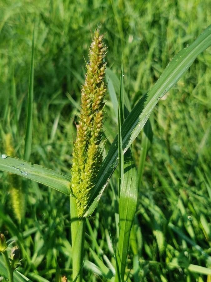 Echinochloa muricata