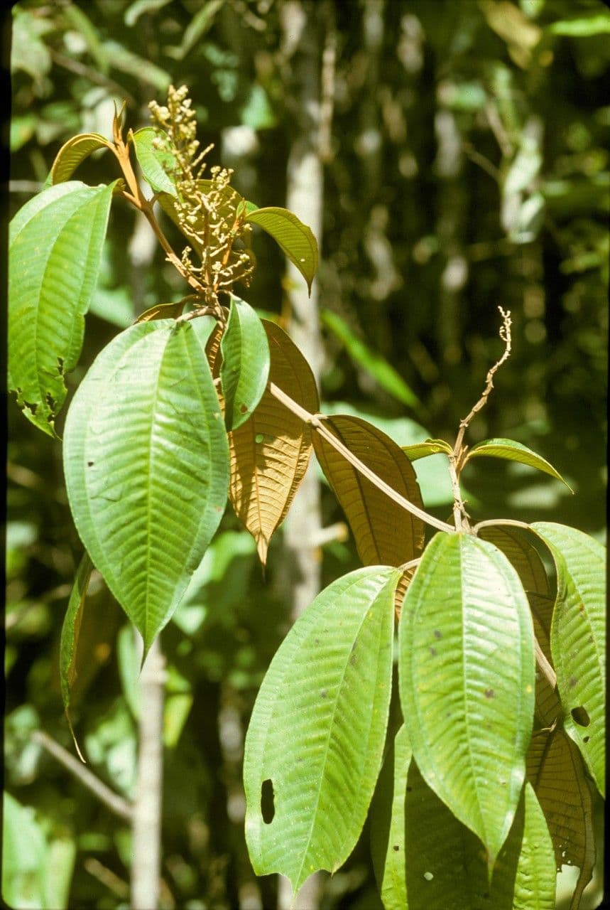 Miconia punteggiata 3
