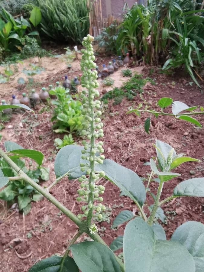 Phytolacca dodecandra 3