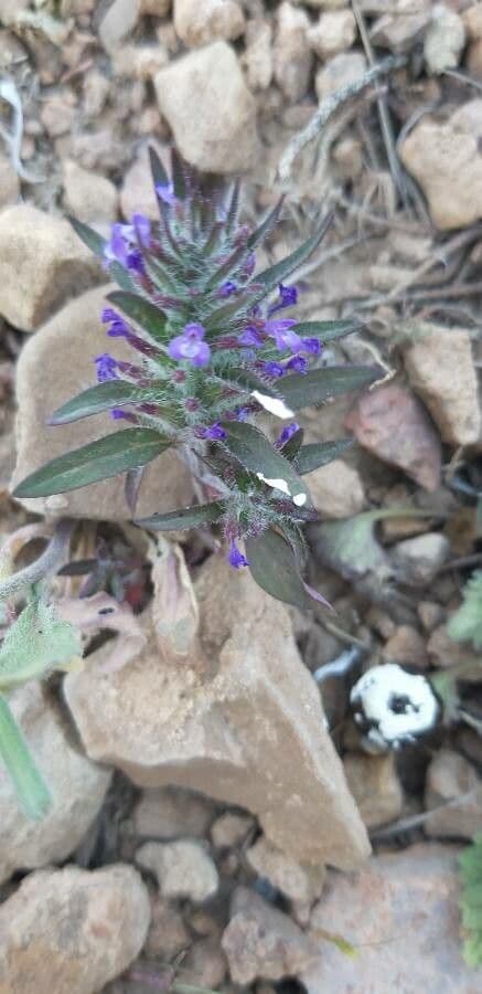 Ziziphora sottile 3