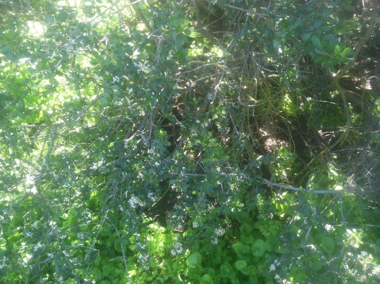 Ceanothus 10