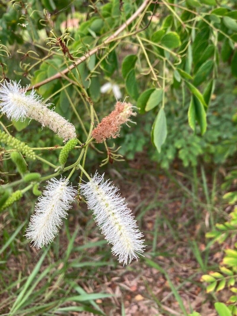 Caesalpinienblättrige Mimose 2
