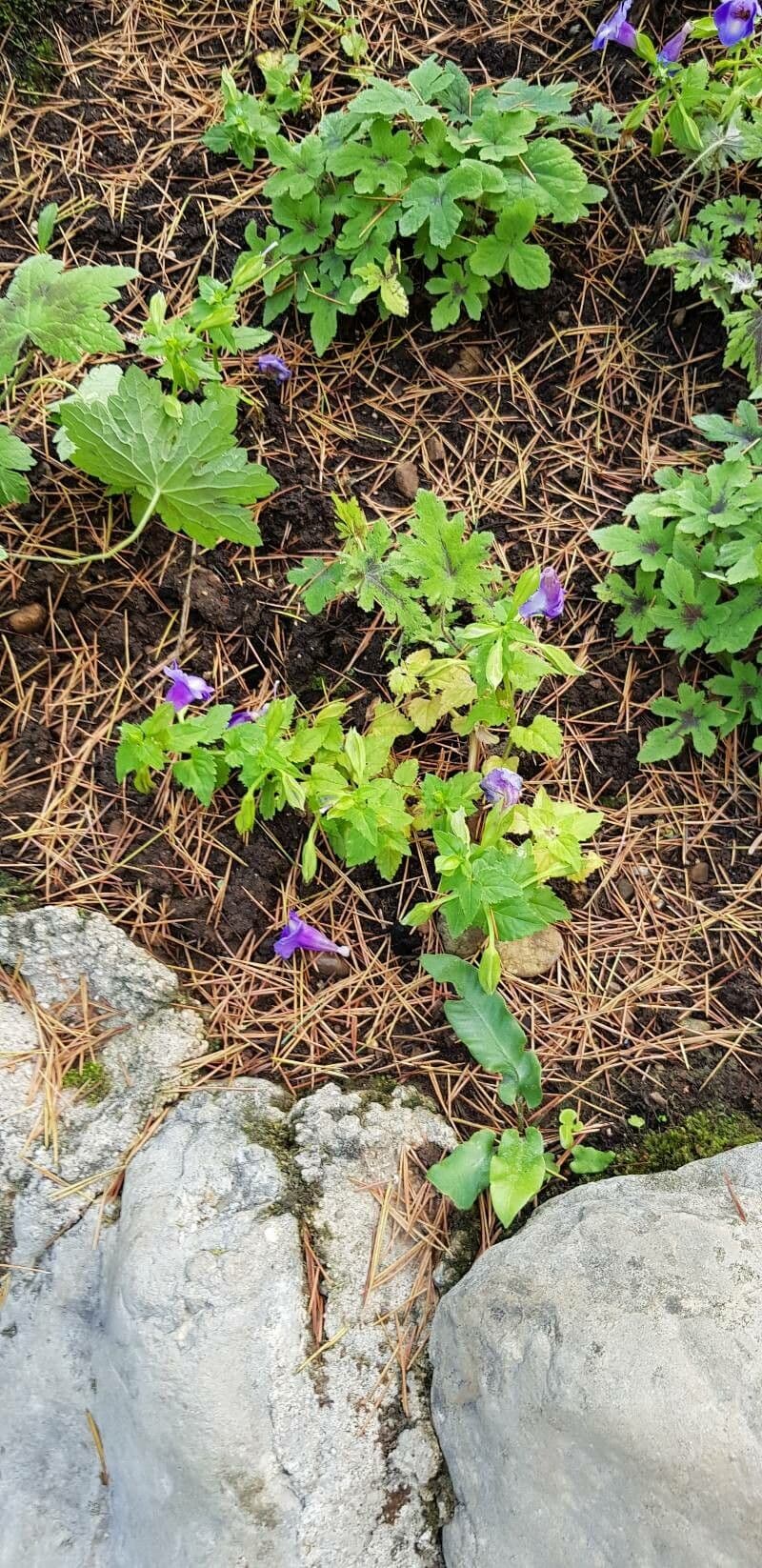 Torenia 8