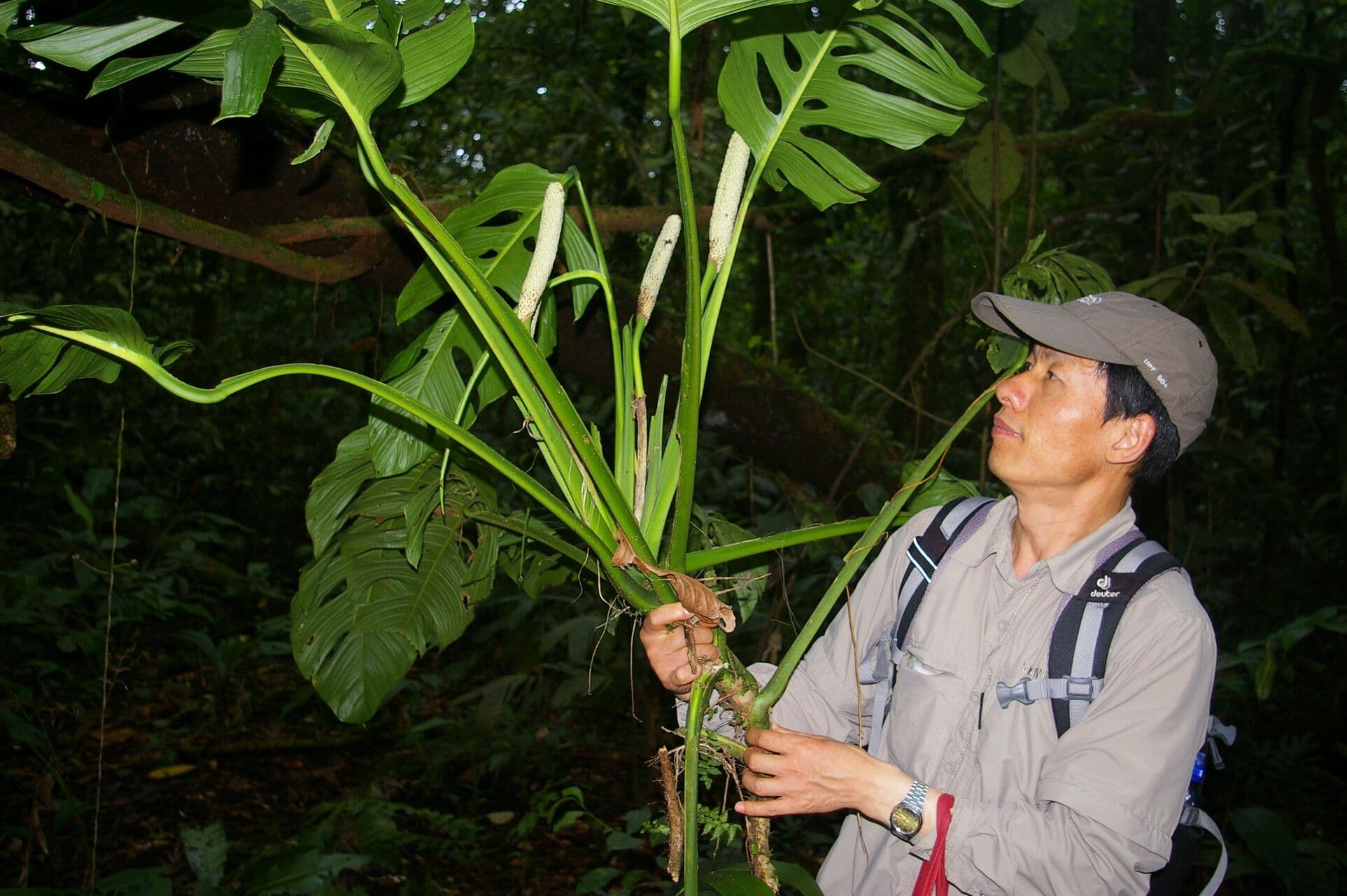 Berg-Monstera 2