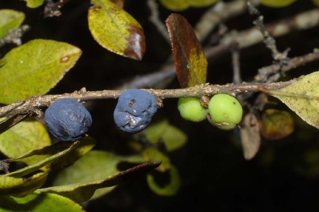 Forestiera ligustrina