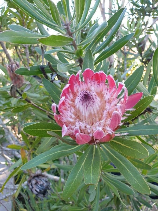 Protea o liściach oleandra 2