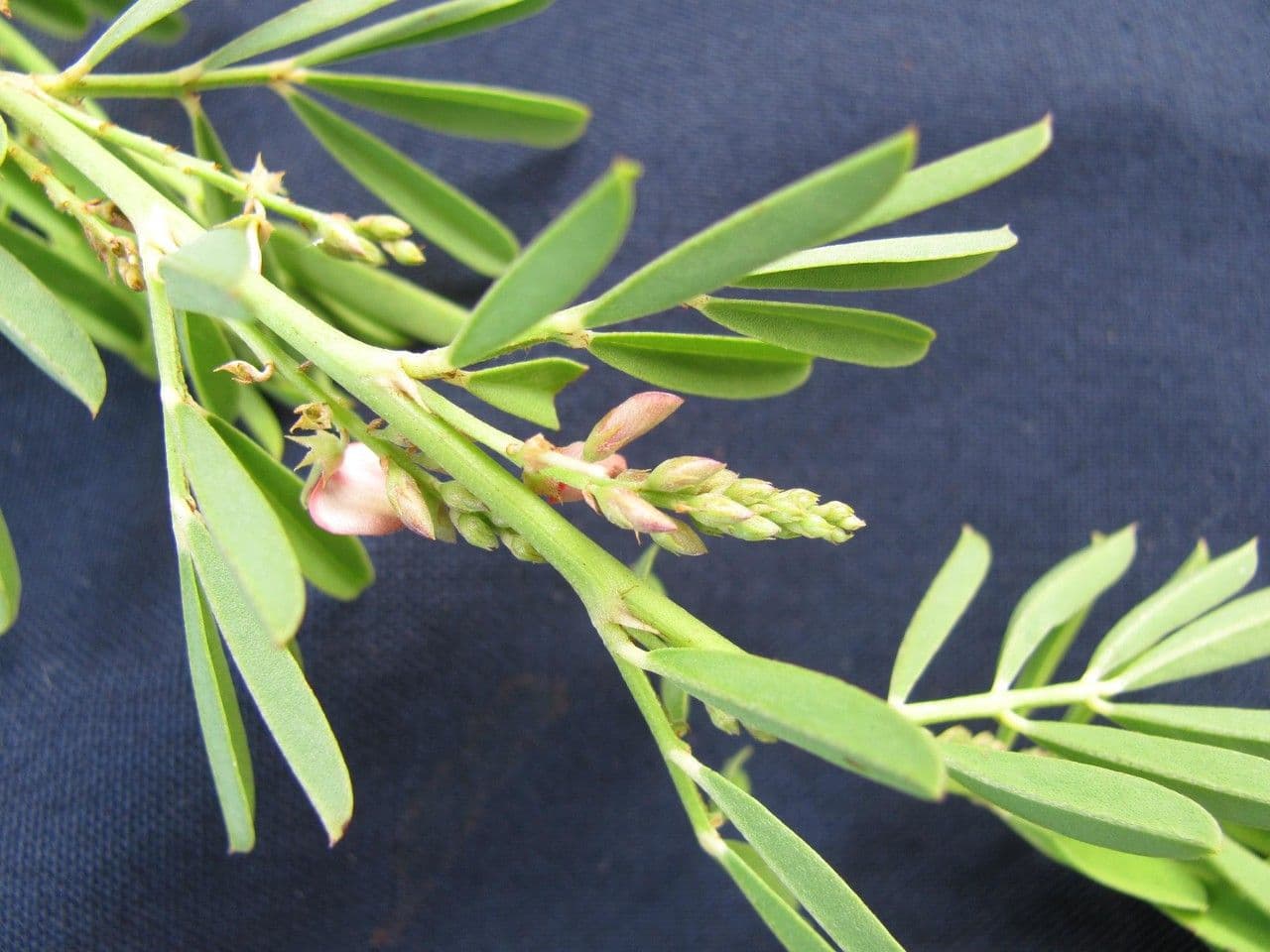 Indigofera 22