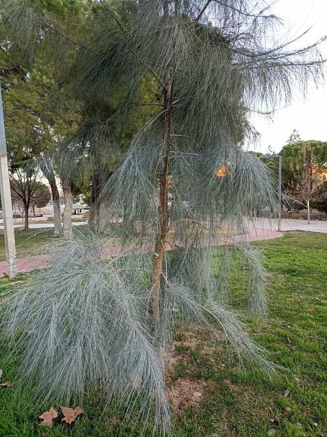 Casuarina di Cunningham 15
