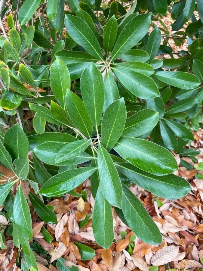 Lithocarpus 2