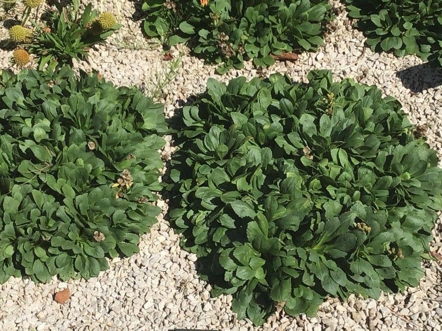 Penstemon štíhlý 12