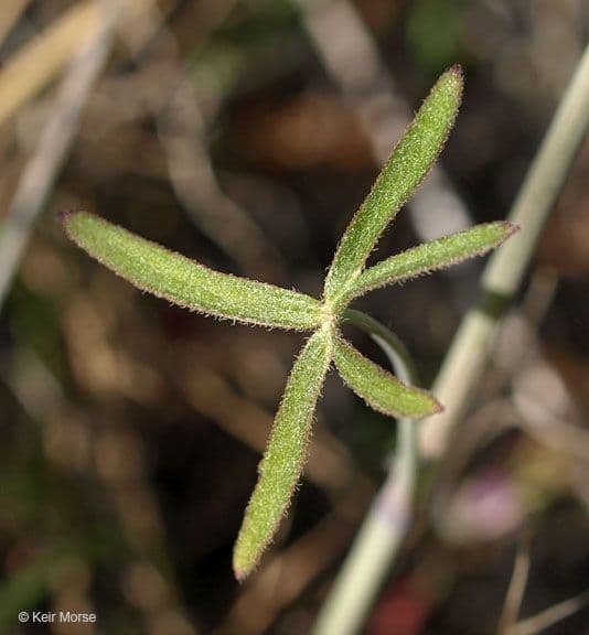 Struhlinek 15
